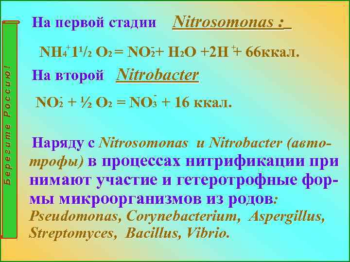 На первой стадии Nitrosomonas : Берегите Россию! + 4 - + NH 1¹/2 O