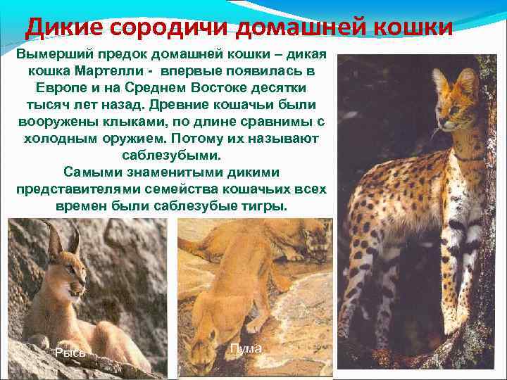 Дикие сородичи домашней кошки Вымерший предок домашней кошки – дикая кошка Мартелли - впервые