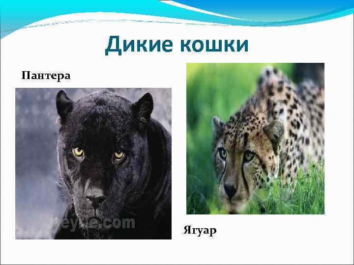 Дикие кошки Пантера Ягуар 