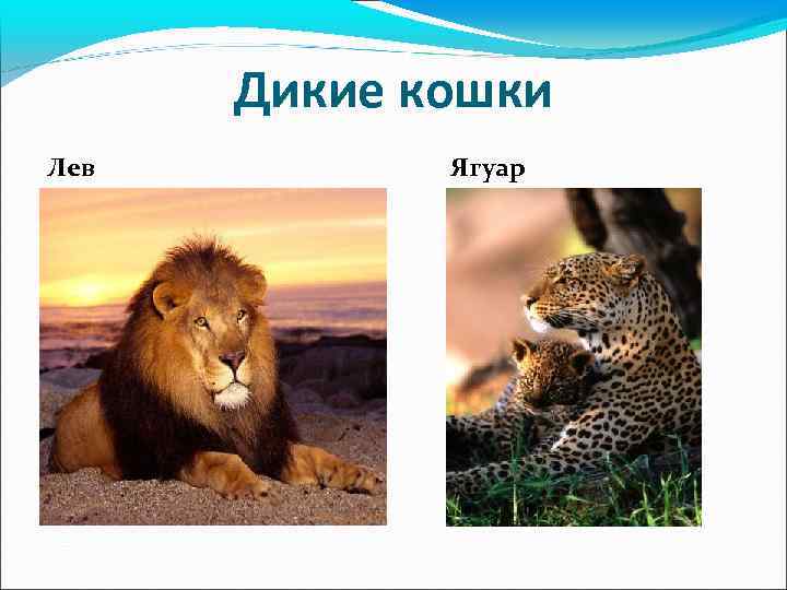 Дикие кошки Лев Ягуар 