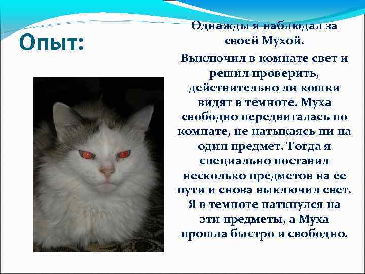 Опыт: Однажды я наблюдал за своей Мухой. Выключил в комнате свет и решил проверить,