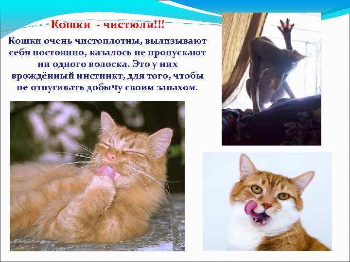 Кошки - чистюли!!! Кошки очень чистоплотны, вылизывают себя постоянно, казалось не пропускают ни одного