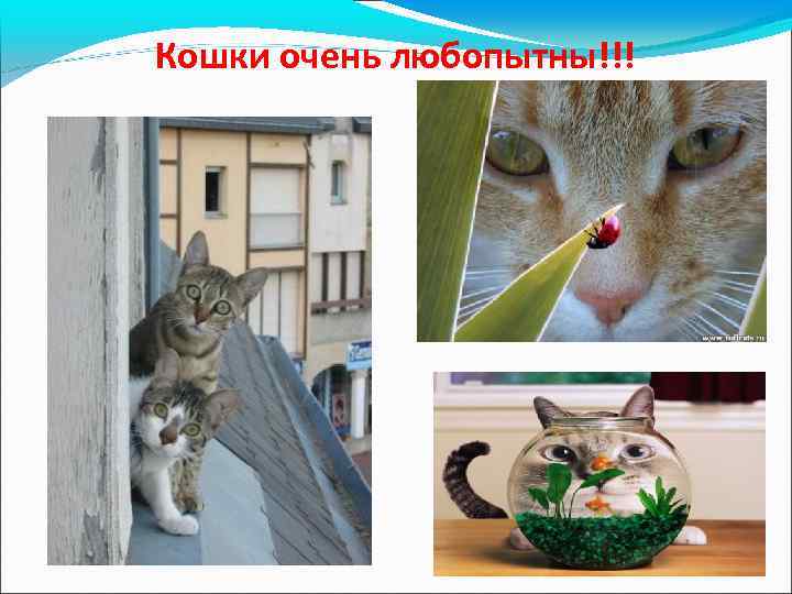 Кошки очень любопытны!!! 