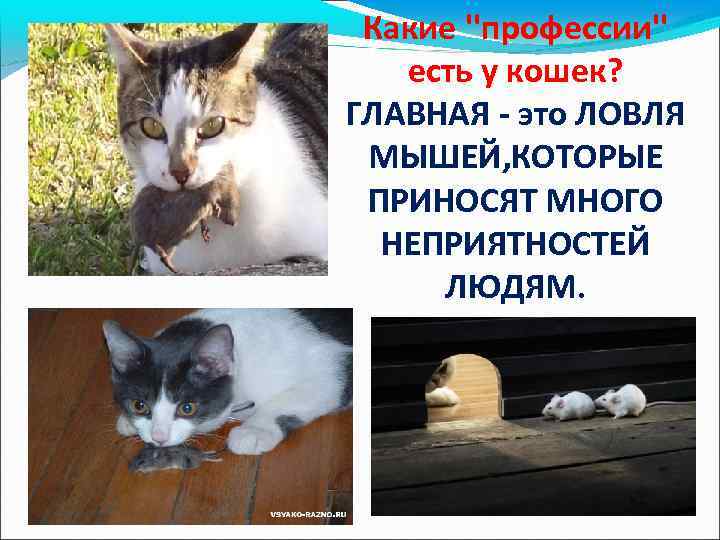 Охотники Какие ''профессии'' есть у кошек? ГЛАВНАЯ - это ЛОВЛЯ МЫШЕЙ, КОТОРЫЕ ПРИНОСЯТ МНОГО