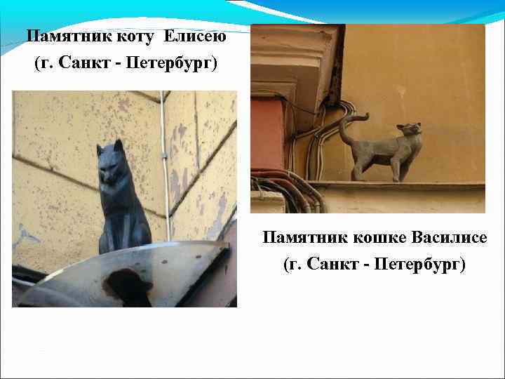 Кот елисей и кошка василиса в санкт петербурге фото