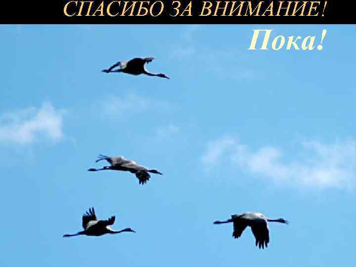 СПАСИБО ЗА ВНИМАНИЕ! Пока! 