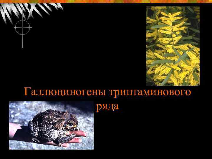 Галлюциногены триптаминового ряда 