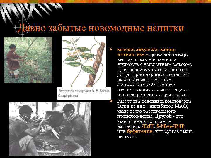 Давно забытые новомодные напитки хоаска, аяхуаска, каапи, натема, яхе травяной отвар, выглядит как маслянистая