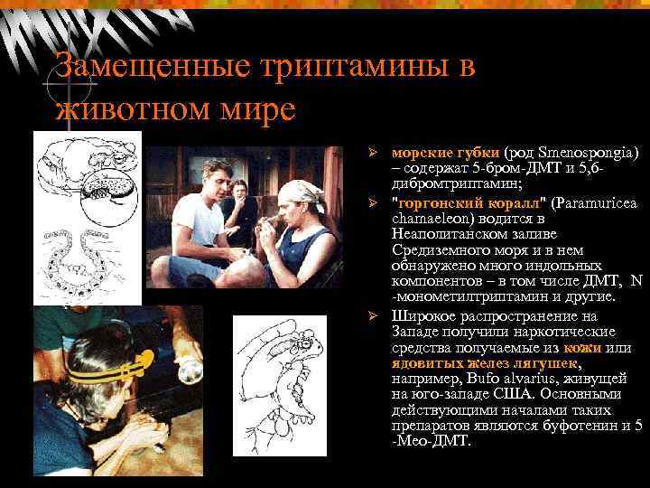 Замещенные триптамины в животном мире морские губки (род Smenospongia) – содержат 5 -бром-ДМТ и