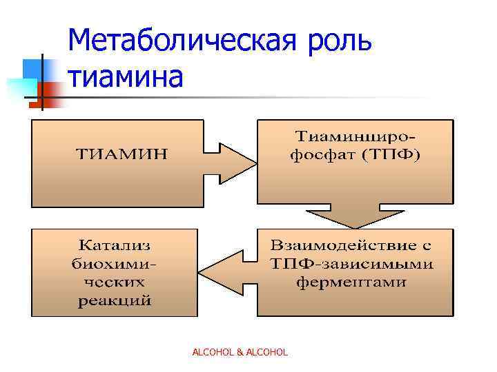 Метаболическая роль тиамина ALCOHOL & ALCOHOL 