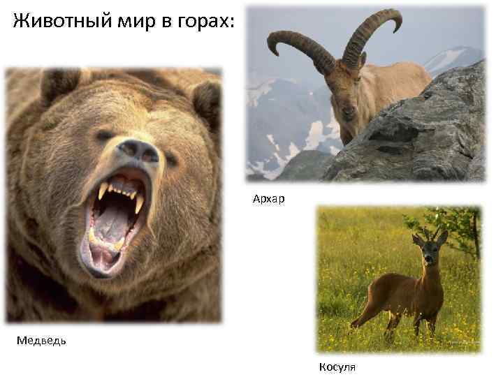 Животный мир в горах: Архар Медведь Косуля 