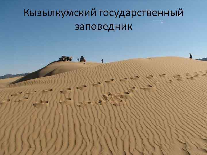 Кызылкумский государственный заповедник 