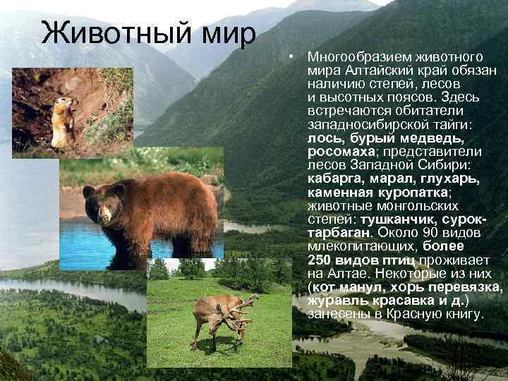 Животный мир • Многообразием животного мира Алтайский край обязан наличию степей, лесов и высотных