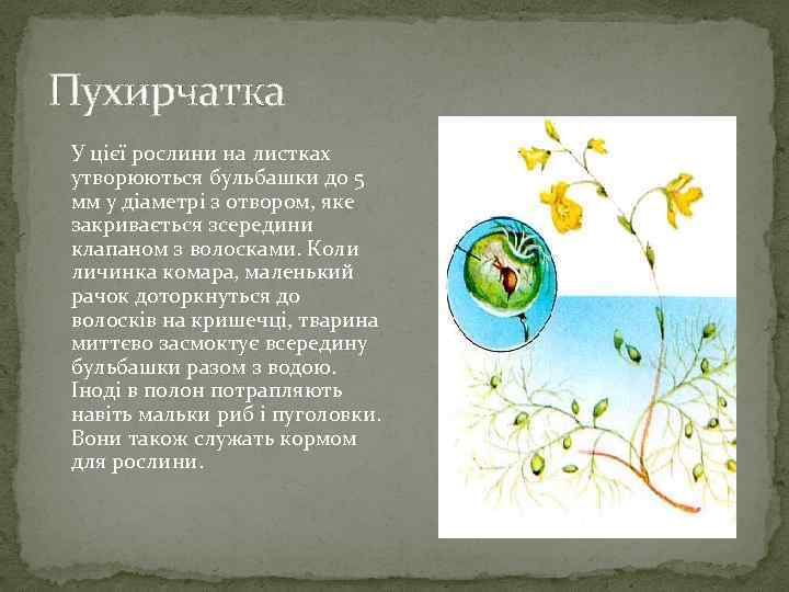 Пухирчатка У цієї рослини на листках утворюються бульбашки до 5 мм у діаметрі з