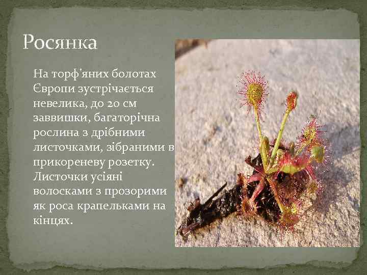 Росянка На торф'яних болотах Європи зустрічається невелика, до 20 см заввишки, багаторічна рослина з