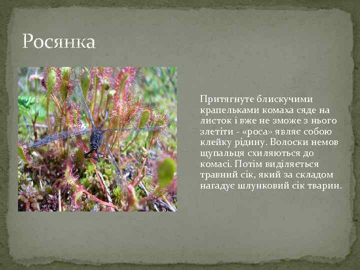 Росянка Притягнуте блискучими крапельками комаха сяде на листок і вже не зможе з нього