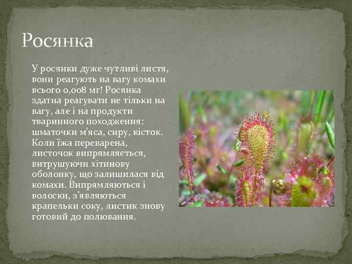 Росянка У росянки дуже чутливі листя, вони реагують на вагу комахи всього 0, 008