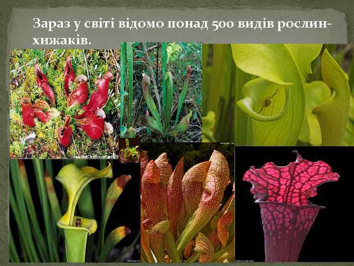 Зараз у світі відомо понад 500 видів рослинхижаків. 