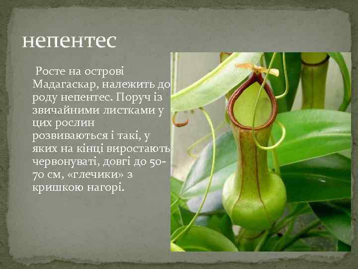 непентес Росте на острові Мадагаскар, належить до роду непентес. Поруч із звичайними листками у