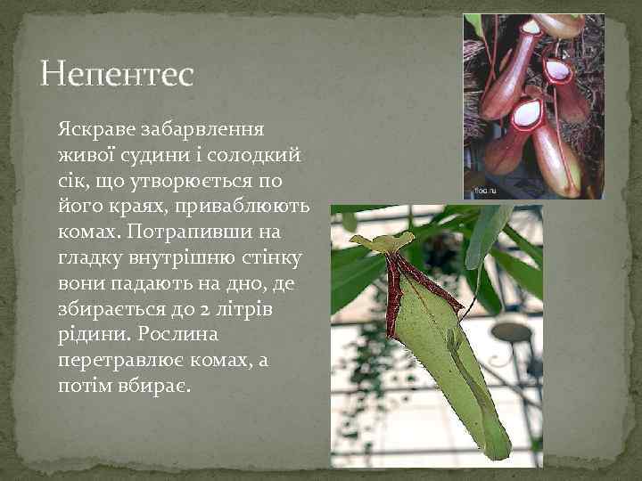 Непентес Яскраве забарвлення живої судини і солодкий сік, що утворюється по його краях, приваблюють