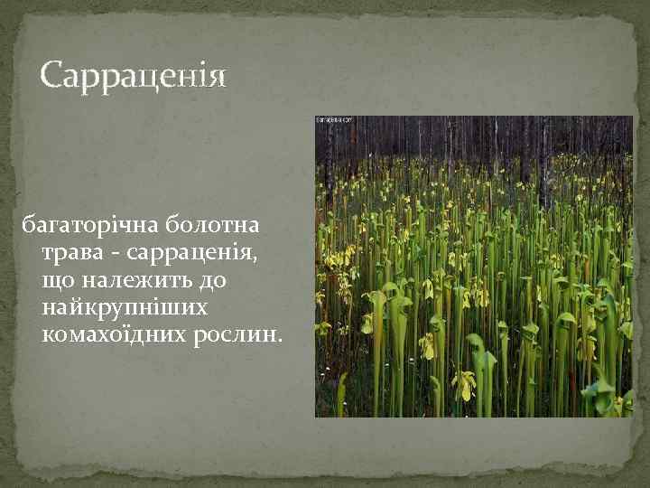 Сарраценія багаторічна болотна трава - сарраценія, що належить до найкрупніших комахоїдних рослин. 