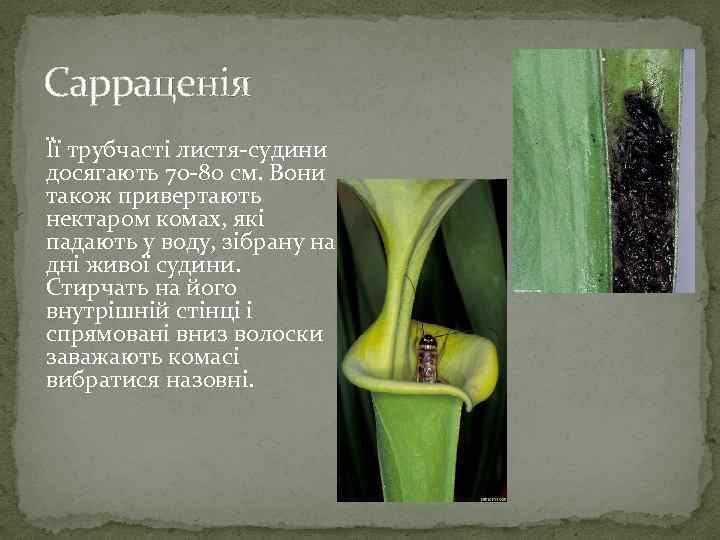 Сарраценія Її трубчасті листя-судини досягають 70 -80 см. Вони також привертають нектаром комах, які