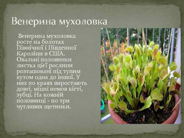 Венерина мухоловка росте на болотах Північної і Південної Кароліни в США. Овальні половинки листка