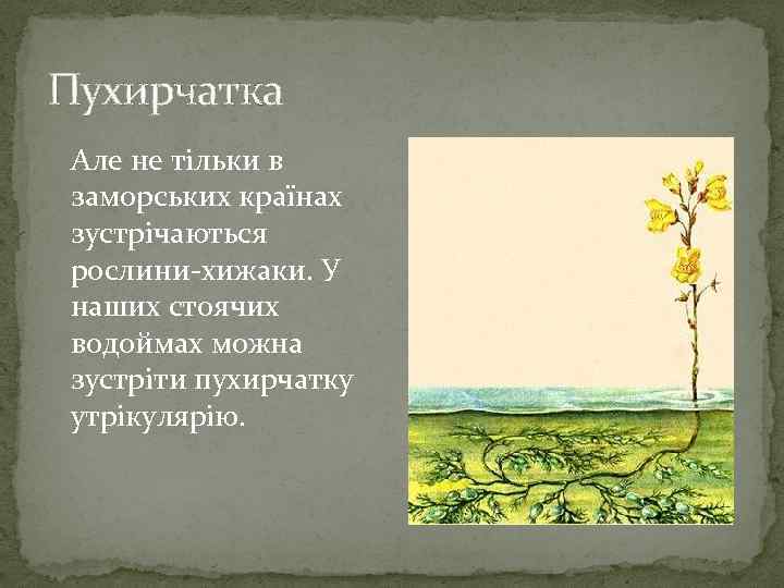 Пухирчатка Але не тільки в заморських країнах зустрічаються рослини-хижаки. У наших стоячих водоймах можна