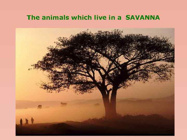 The animals which live in a SAVANNA 