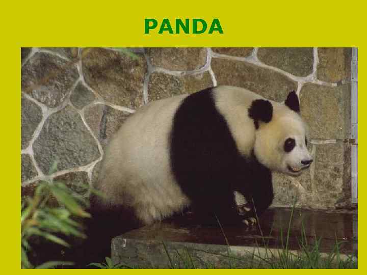 PANDA 