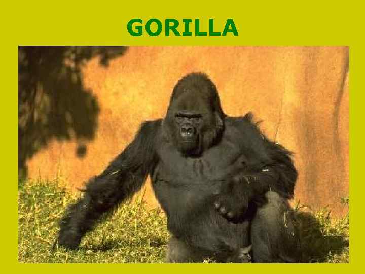 GORILLA 