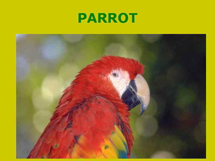 PARROT 