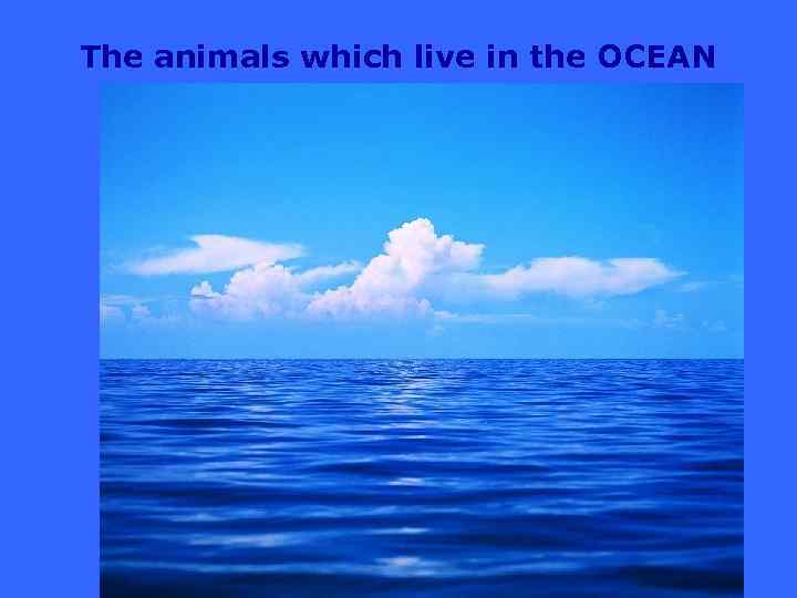 The animals which live in the OCEAN 