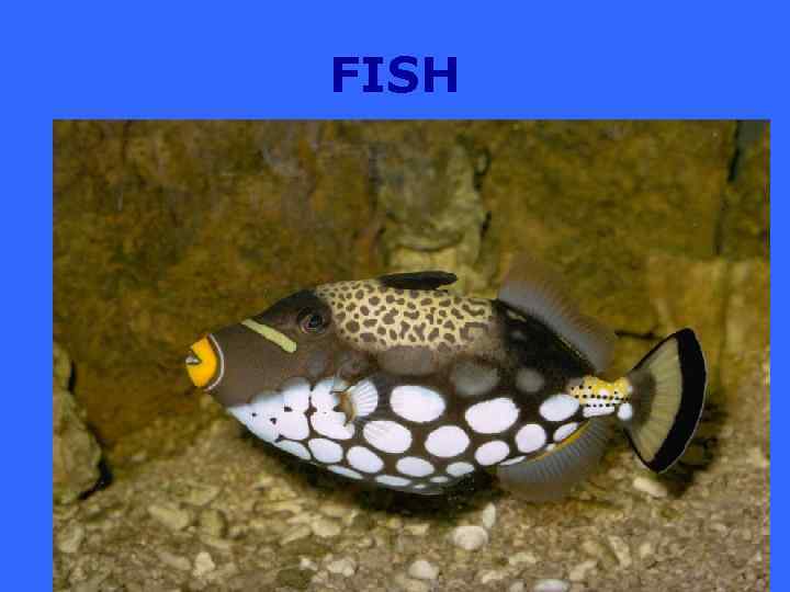 FISH 
