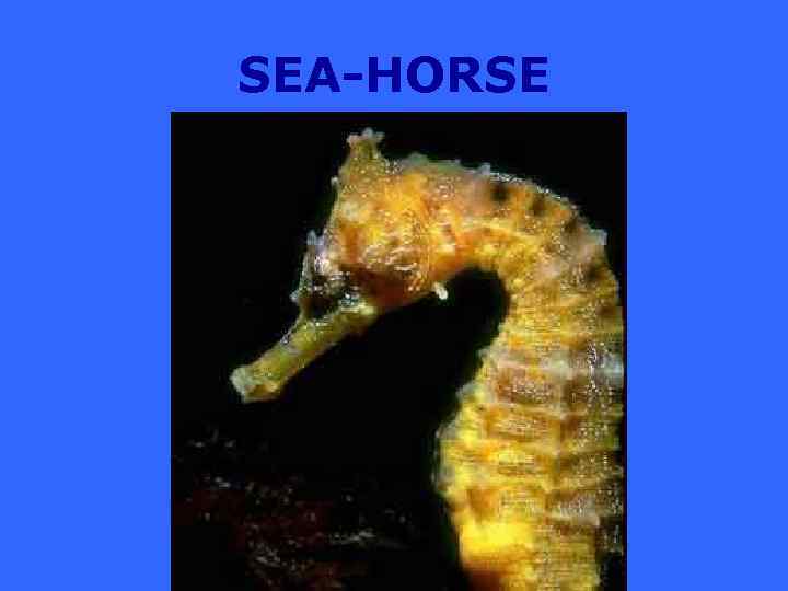 SEA-HORSE 
