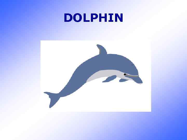 DOLPHIN 