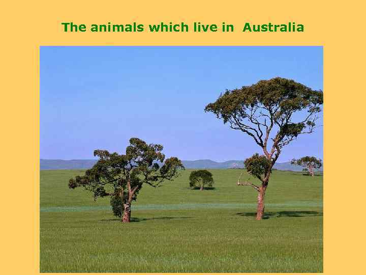 The animals which live in Australia 