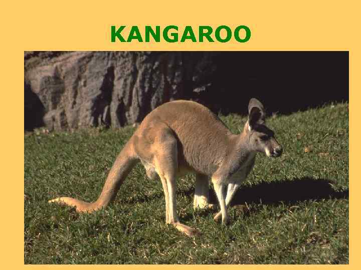 KANGAROO 