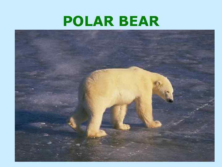 POLAR BEAR 