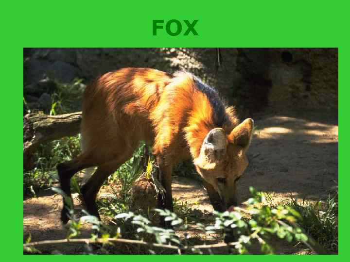 FOX 