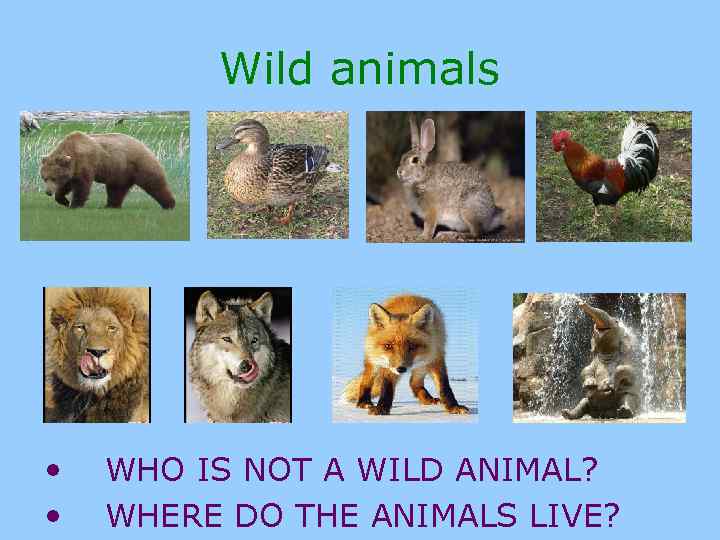 Wild animals • • WHO IS NOT A WILD ANIMAL? WHERE DO THE ANIMALS