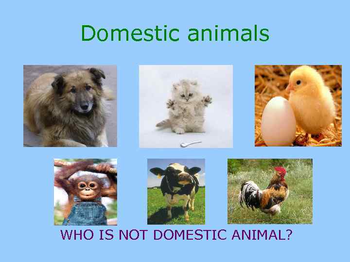 Domestic animals WHO IS NOT DOMESTIC ANIMAL? 