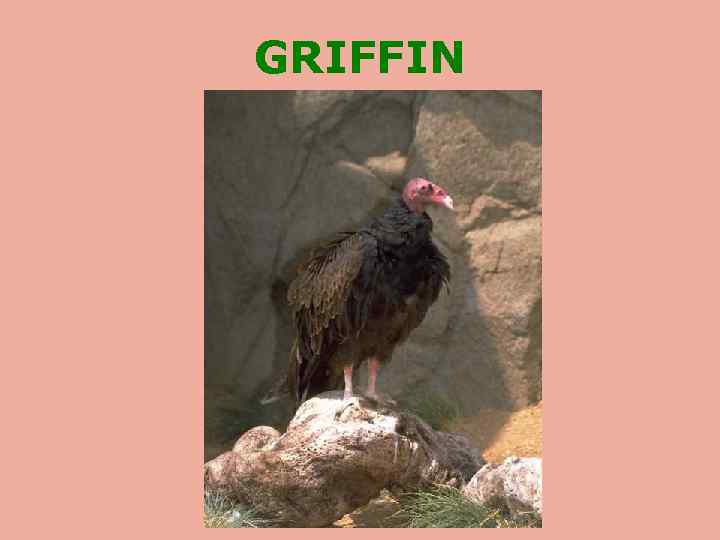 GRIFFIN 