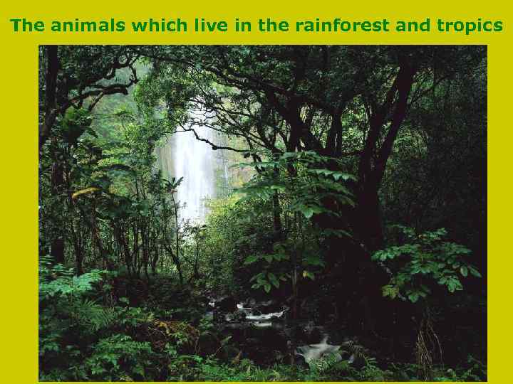 The animals which live in the rainforest and tropics 