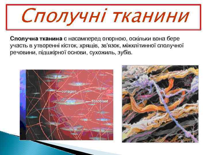 Сполучні тканини Сполучна тканина є насамперед опорною, оскільки вона бере участь в утвореннi кiсток,