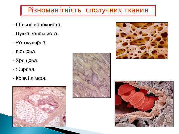Різноманітність сполучних тканин - Щільна волокниста. - Пухка волокниста. - Ретикулярна. - Кісткова. -