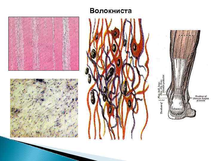 Волокниста 