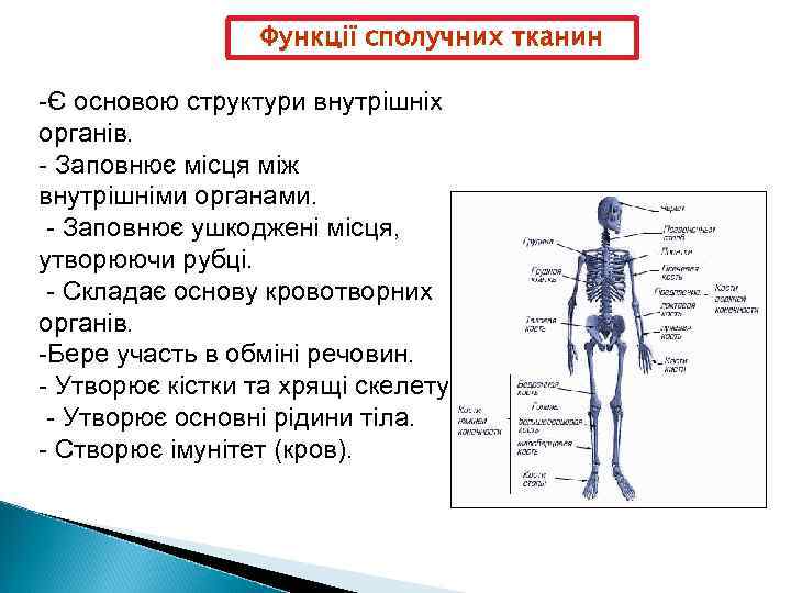 Функції сполучних тканин -Є основою структури внутрішніх органів. - Заповнює місця між внутрішніми органами.