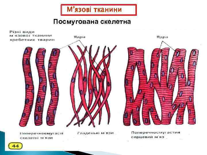 М’язові тканини Посмугована скелетна 