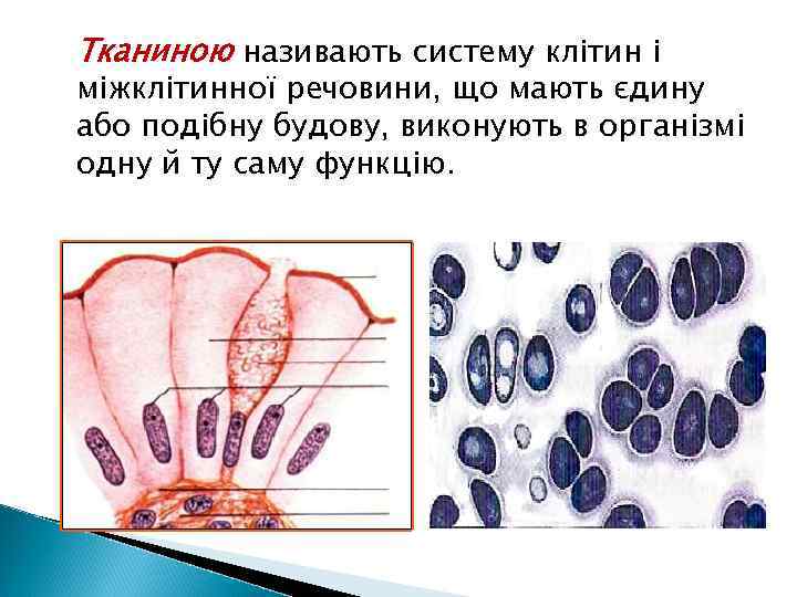 Тканиною називають систему клітин і мiжклiтинної речовини, що мають єдину або подiбну будову, виконують